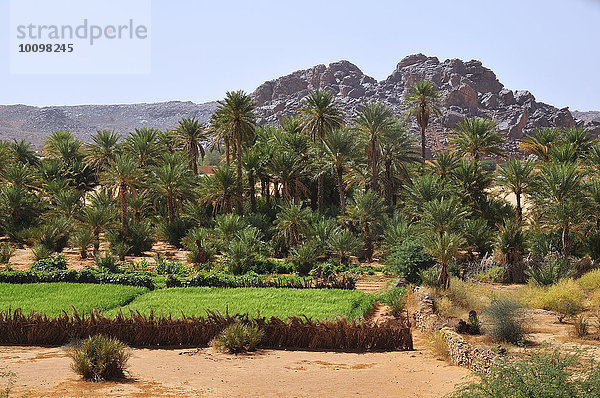 Grünes Feld mit Dattelpalmen  Oase Rachid  Region Tagant  Mauretanien  Afrika