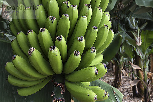 Kanarische Bananen (Musa sp.)  Bananenstaude  La Palma  Kanarische Inseln  Spanien  Europa