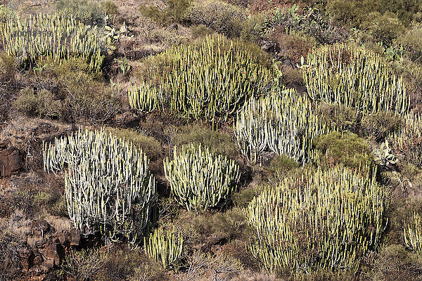 Kandelaber-Euphorbien (Euphorbia canariensis)  La Palma  Kanarische Inseln  Spanien  Europa