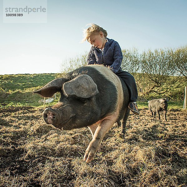Kleiner Junge reitet großes Schwein