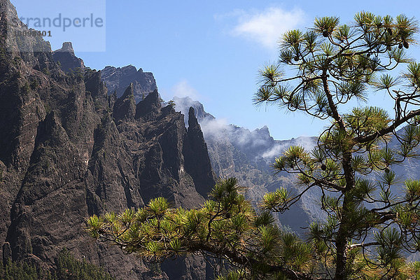 Kanarische Kiefer (Pinus canariensis)  hinten Vulkanfelsen  Lavafelsen  Nationalpark Caldera de Taburiente  La Palma  Kanarische Inseln  Spanien  Europa