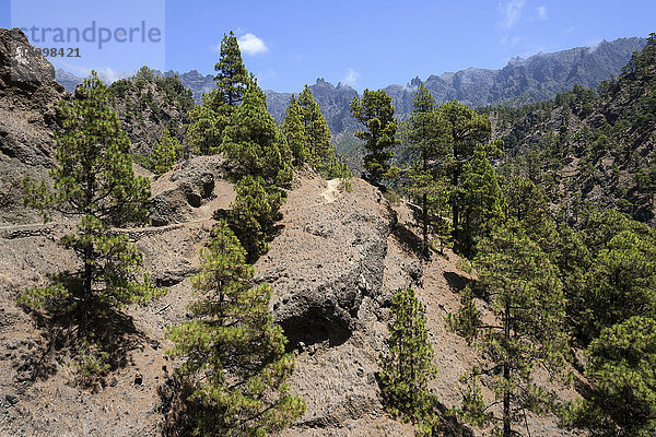 Wanderweg durch lichten Kiefernwald  Kanarische Kiefer (Pinus canariensis)  Nationalpark Caldera de Taburiente  La Palma  Kanarische Inseln  Spanien  Europa