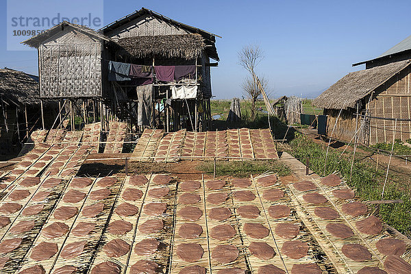 Reisfladen trocknen in der Sonne  bei Lin-gin  Inle-See  Shan-Staat  Myanmar  Asien
