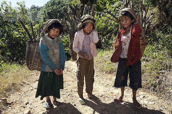 Mädchen vom Volkstamm der Palaung tragen Feuerholz  Taung Ni Village  bei Kalaw  Shan-Staat  Myanmar  Asien