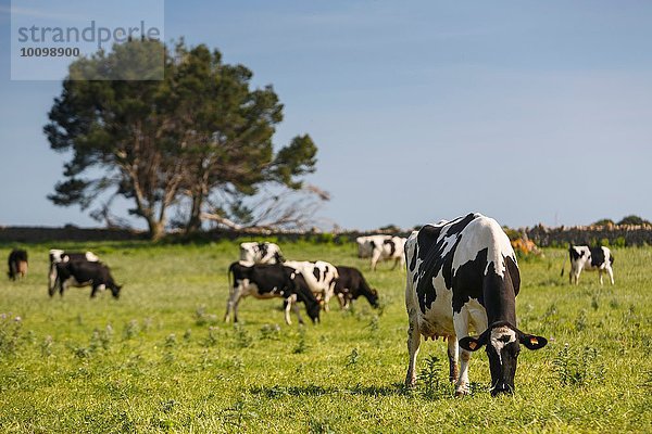 Herde friesischer Kühe beim Weiden auf dem Feld