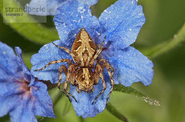Krabbenspinne (Xysticus sp.) lauert auf einer Blüte vom Blauroter Steinsame (Buglossoides purpurocaerulea)  Baden-Württemberg  Deutschland  Europa