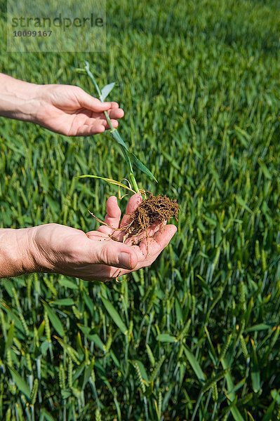 Männliche Bauernhände untersuchen grüne Weizenpflanze und Wurzeln im Feld