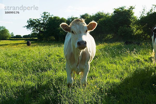 Porträt einer Kuh  die vom grasbewachsenen Feld starrt