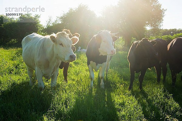 Porträt einer kleinen Gruppe von Kühen im sonnigen Grasfeld