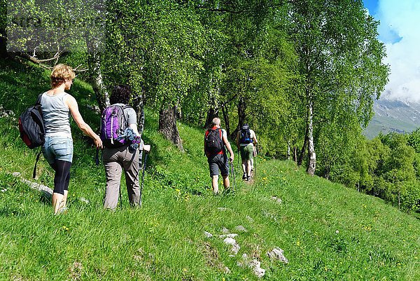 Rückansicht von vier reifen Wanderern  die am Hang entlang wandern  Grigna  Lecco  Lombardei  Italien