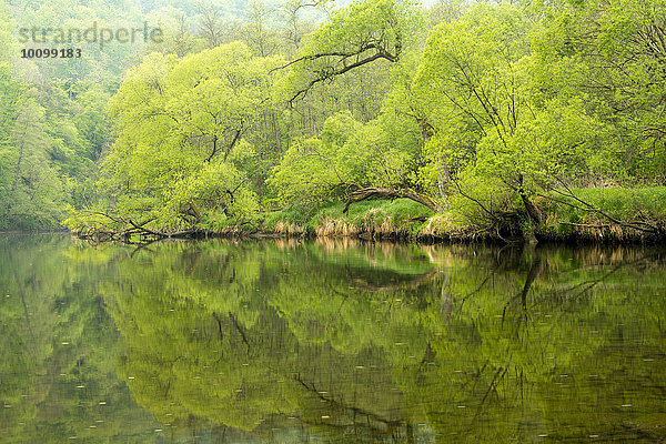 Fluss Thaya  Nationalpark Thayatal  Hardegg  Niederösterreich  Österreich  Europa