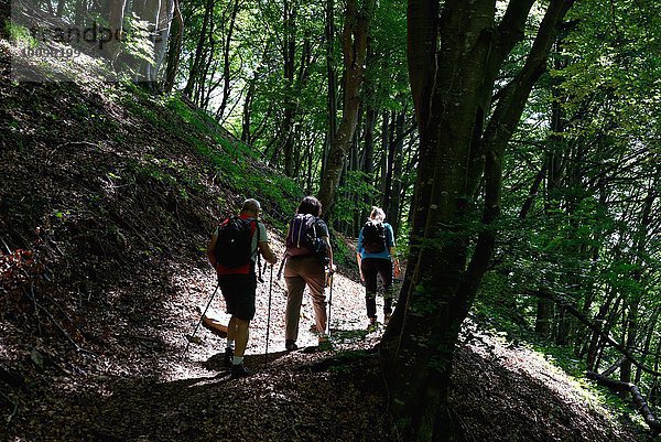 Rückansicht der reifen Wandererinnen und Wanderer beim Wandern durch den Wald