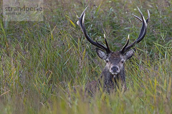 Rothirsch (Cervus elaphus) im hohen Gras  Männchen mit Geweih  Mecklenburg- Vorpommern  Deutschland  Europa