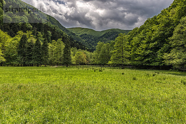 La Lama Wald  Nationalpark Foreste Casentinesi  Emilia Romagna  Italien  Europa