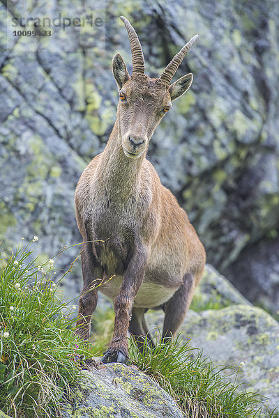 Alpensteinbock (Capra ibex)  Lac de Cheserys  Frankreich  Europa