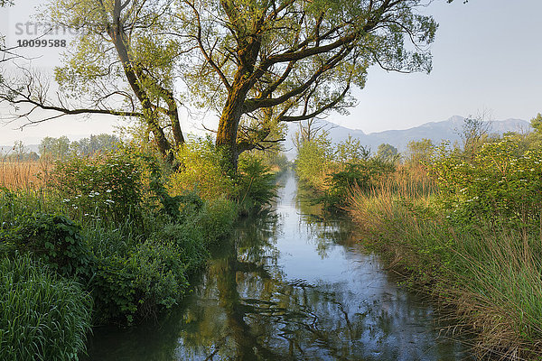 Wassergraben am Chiemsee  Naturschutzgebiet Mündung der Tiroler Achen  Grabenstätt  Chiemgau  Oberbayern  Bayern  Deutschland  Europa