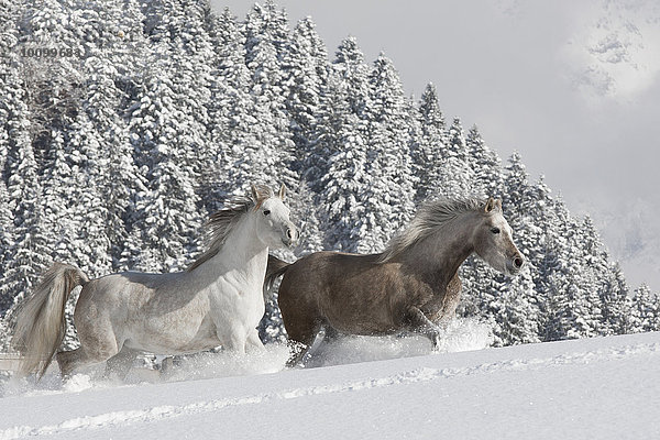 Vollblut Araber Stuten im Schnee  Tirol  Österreich  Europa