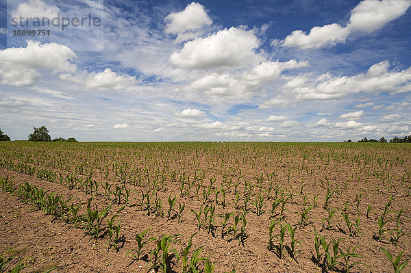 Junge Maispflanzen (Zea mays) auf einem Feld unter Wolkenhimmel  Bayern  Deutschland  Europa