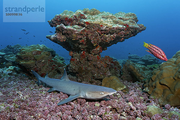 Weißspitzen-Riffhai (Triaenodon obesus) liegt vor Korallenblock auf Korallengeröll  Cocos Island  Kokosinsel  Costa Rica  Nordamerika