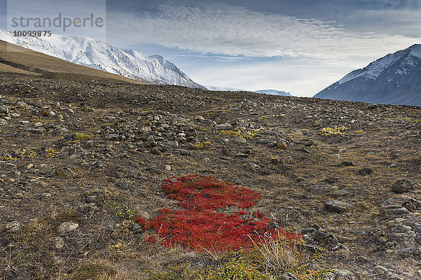 Herbstlich gefärbte Alpen-Bärentraube (Arctostaphylos alpinus)  Paradisdal  Kjerulf Fjord  Nebenarm des Kaiser Franz Josef Fjord  Nordost-Grönland-Nationalpark  Grönland  Nordamerika