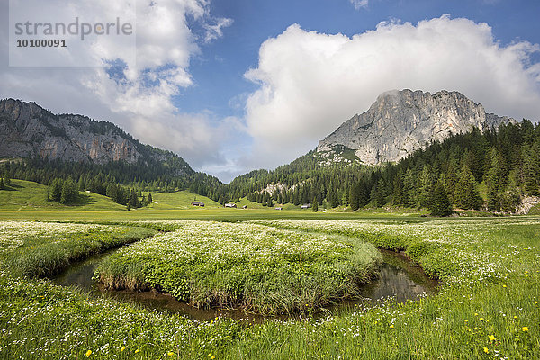 Almwiese mit Bachlauf auf der Wurzeralm  Region Pyhrn-Priel  auch Pyhrn-Eisenwurzen  Traunviertel  Oberösterreich  Österreich  Europa