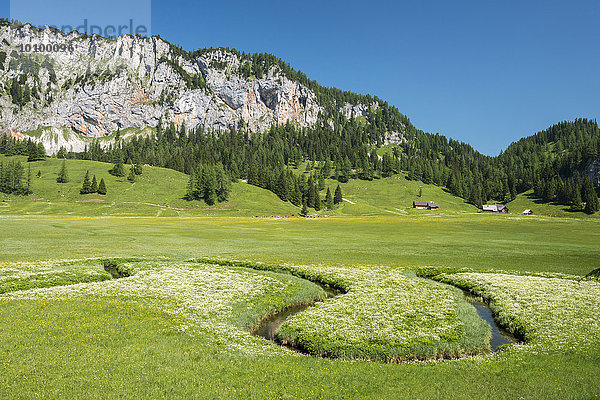 Wurzeralm  mäandernder Bachlauf  Region Pyhrn-Priel  auch Pyhrn-Eisenwurzen  Traunviertel  Oberösterreich  Österreich  Europa