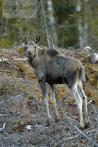 Junger Elch (Alces alces) steht im lichten Wald  Provinz Hedmark  Norwegen  Europa