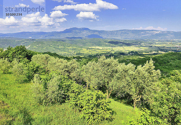 Kulturlandschaft mit Olivenbäumen (Olea europea)  hinten Ucka Bergmassiv  bei Pican  Gespanschaft Istra  Zentralistrien  Istrien  Kroatien  Europa
