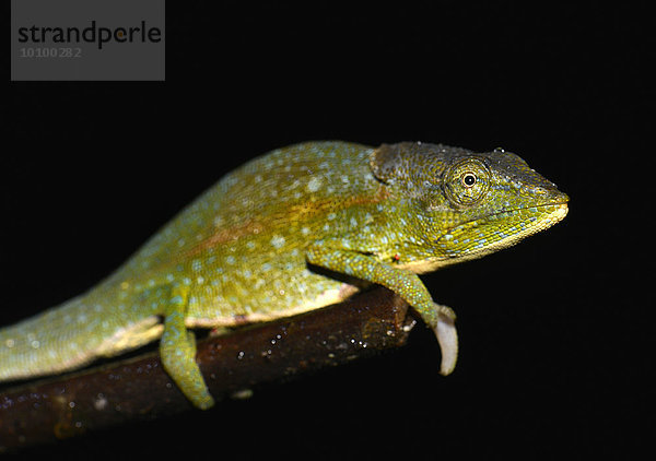 Männliches Chamäleon (Calumma glawi)  Regenwälder des Ranomafana Nationalpark  Südosten von Madagaskar