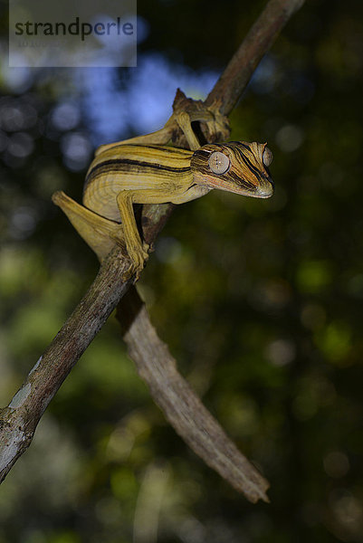 Blattschwanzgecko (Uroplatus lineatus)  Regenwald  Marojejy-Nationalpark  Madagaskar  Afrika