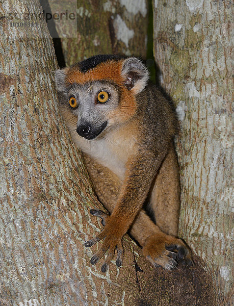 Kronenmaki (Eulemur coronatus)  junges Männchen  Trockenwälder des Ankarana-Nationalparks  Madagaskar  Afrika