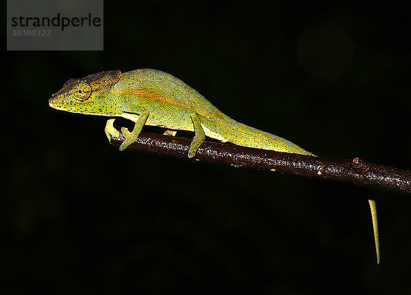 Calumma glawi Chamäleon  Ranomafana  Madagaskar  Afrika