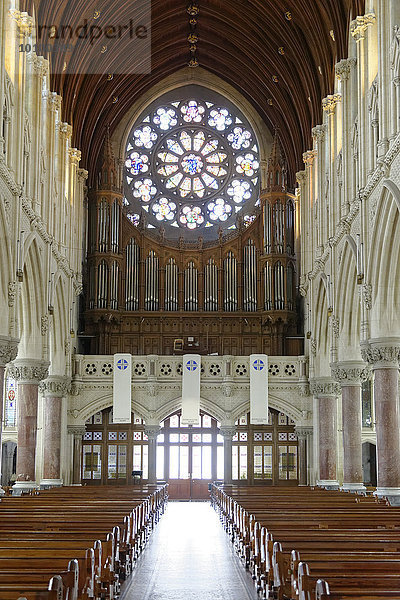 St Colman's Cathedral  Orgel  Fensterrose  Innenansicht  Cobh  Munster  Irland  Europa