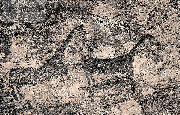 Felsritzungen von Himmelstalund  eine der größten Sammlungen von Felszeichnungen in Schweden  Bronzezeit  1800-500 v. Chr.  Himmelstalund  Schweden  Europa