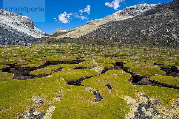 Pflanzenpolster  vom Wasser ausgespült  Gebirgszug Cordillera Huayhuash  Anden  Nordperu  Peru  Südamerika