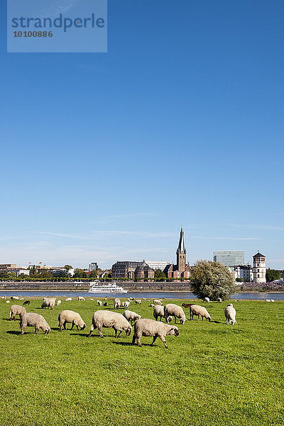 Schafe auf der Wiese  Düsseldorf  Nordrhein-Westfalen  Deutschland  Europa