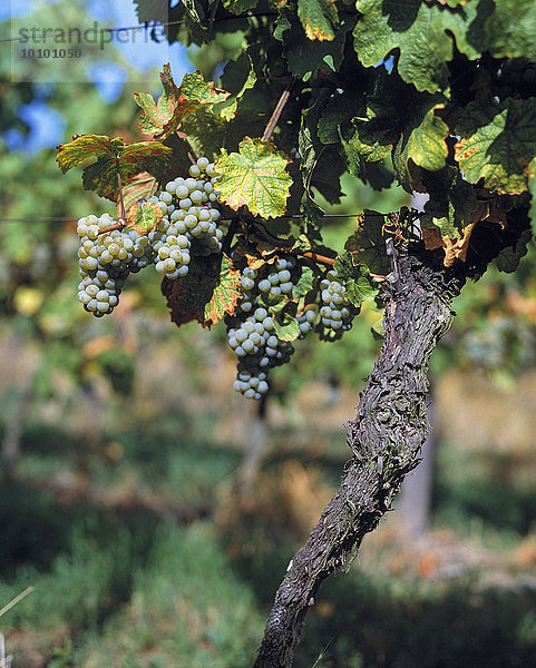 Weinanbau  Deutschland  Europa