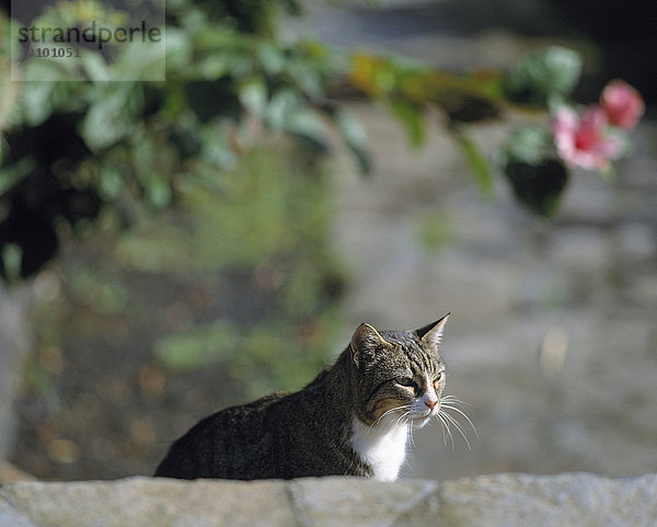 Katze hinter einer Mauer  La Palma  Kanarische Inseln  Spanien  Europa