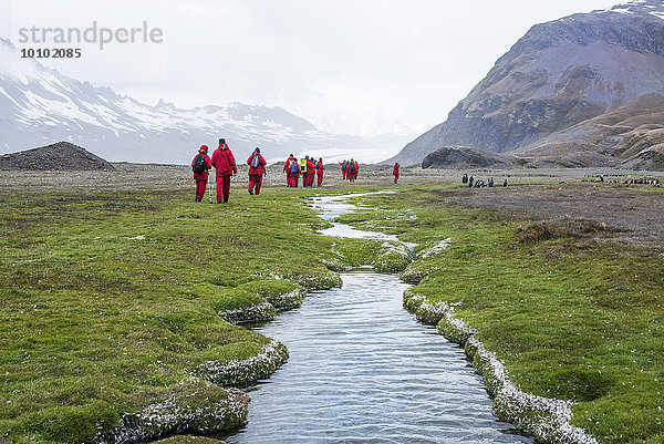 Eine Gruppe von Menschen wandert in der Nähe der Fortuna Bay auf Südgeorgien  im Hintergrund schneebedeckte Berge.