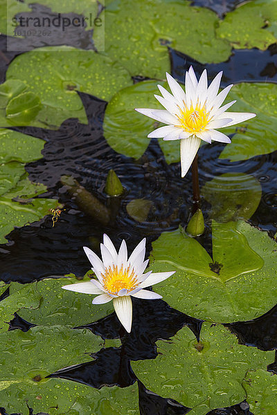 Seerosen und Seerosenblätter auf einem Teich.