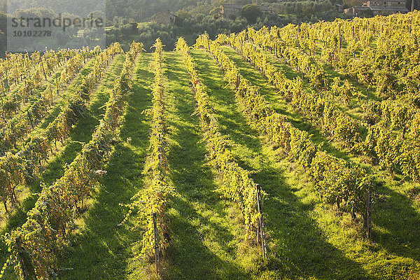 Hochwinkelansicht über die Reben eines toskanischen Weinbergs in der späten Nachmittagssonne.