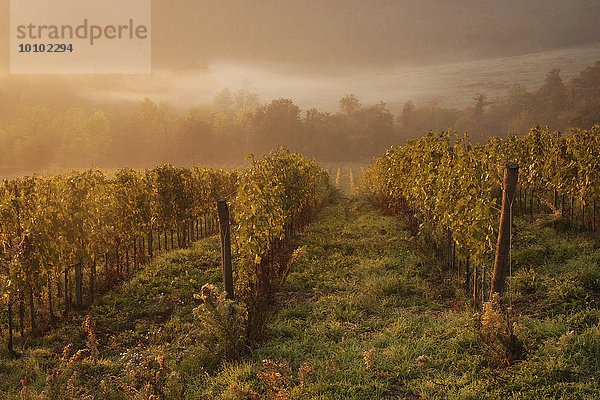 Morgenlicht über den Reben in einem toskanischen Weinberg im Herbst.