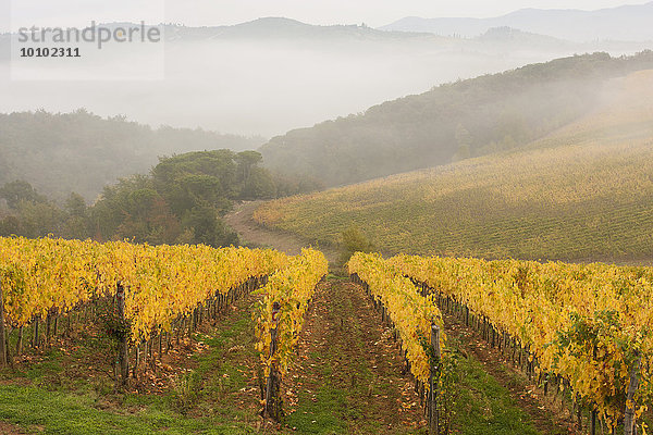 Blick über einen toskanischen Weinberg im Herbst  aufsteigender Nebel und Berge in der Ferne.