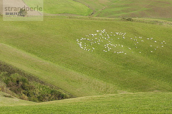 Hochwinkelaufnahme von Pecorino-Schafen  die auf einer Wiese in der toskanischen Landschaft weiden.
