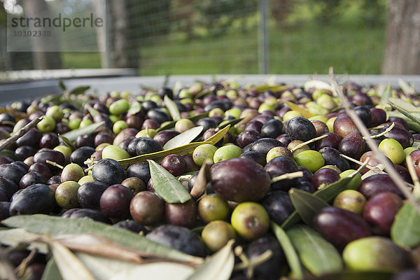 In der Toskana frisch geerntete Oliven  die für die Presse vorbereitet werden.