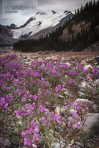 Der Athabasca-Gletscher und rosa Wildblumen in einem Tal in den kanadischen Rocky Mountains.