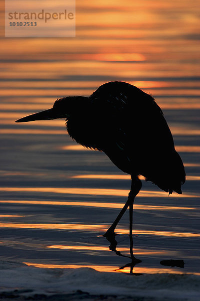 Silhouette eines Nachtreihers  der im Wasser watet.