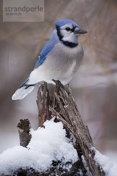 Der blaue Eichelhäher sitzt auf einem schneebedeckten Ast.