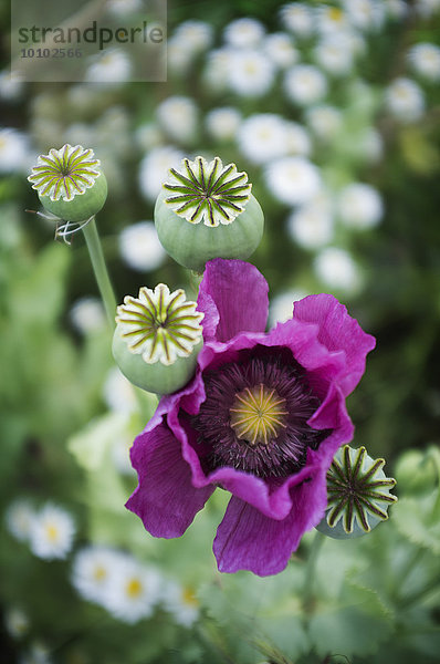 Ein großer violett blühender Mohn  Papaver somniferum