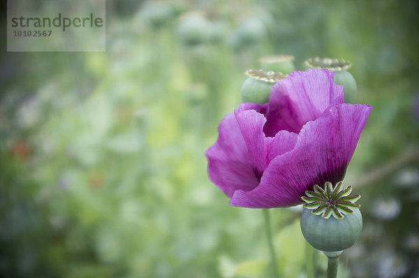 Ein großer violett blühender Mohn  Papaver somniferum